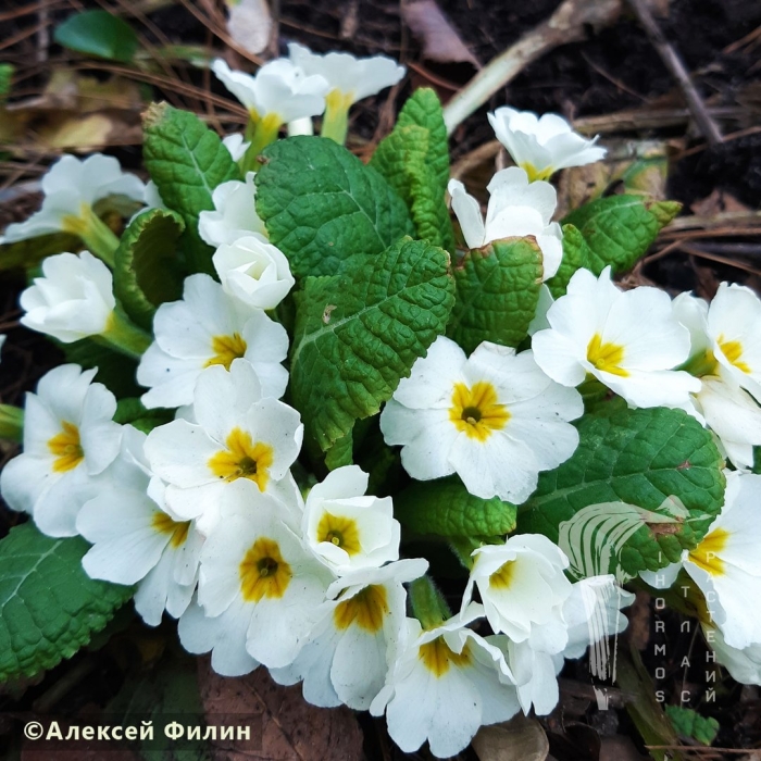 Примула белая альба