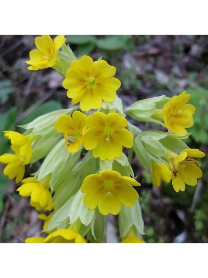 Первоцветы примула верис