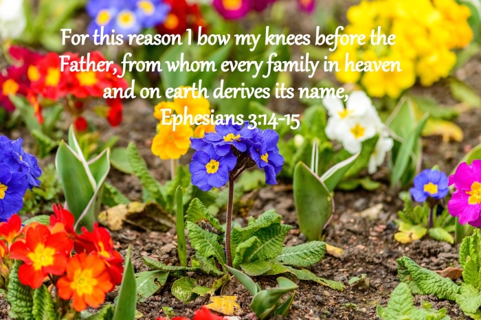 Примула весенняя