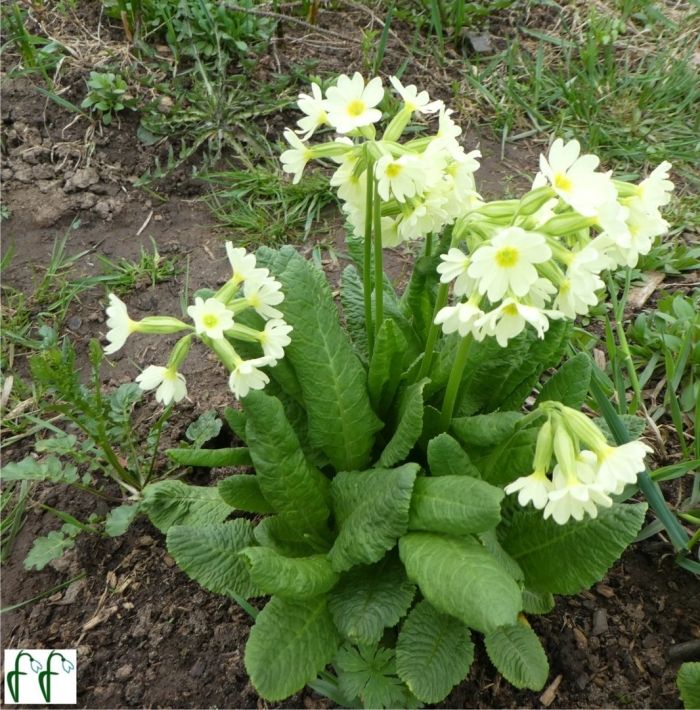 Примула палласа (primula pallasii).