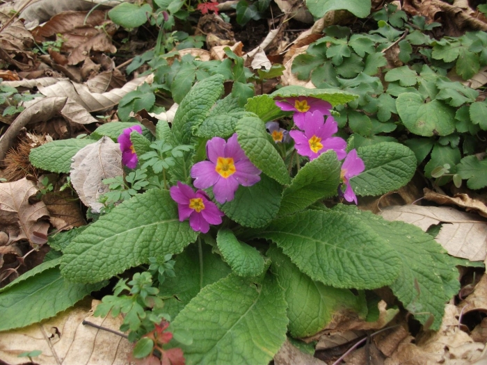 Примула бордюрная