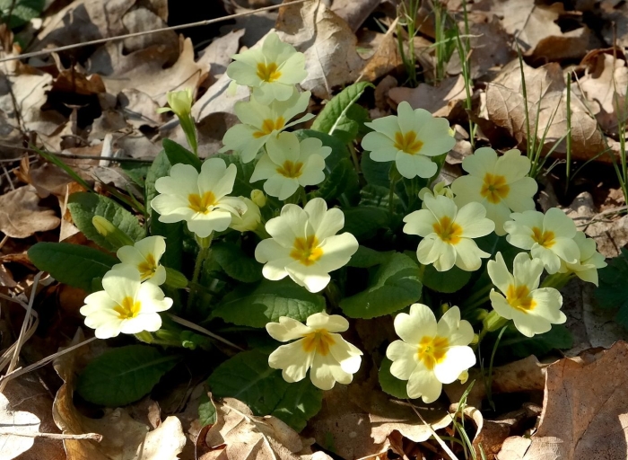 Первоцвет обыкновенный
