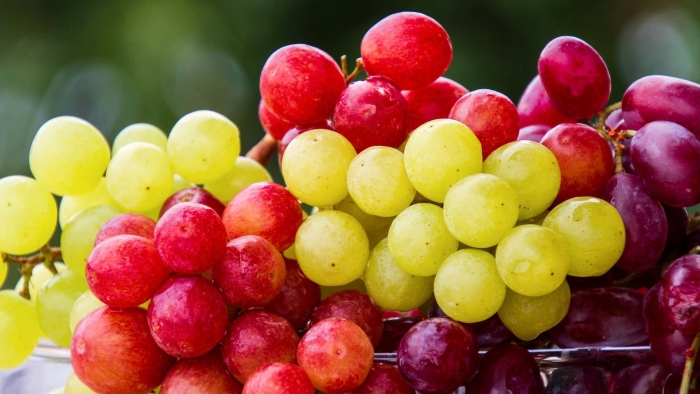 Виноград тайфи