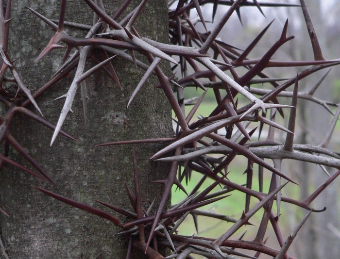 Гледичия трёхколючковая