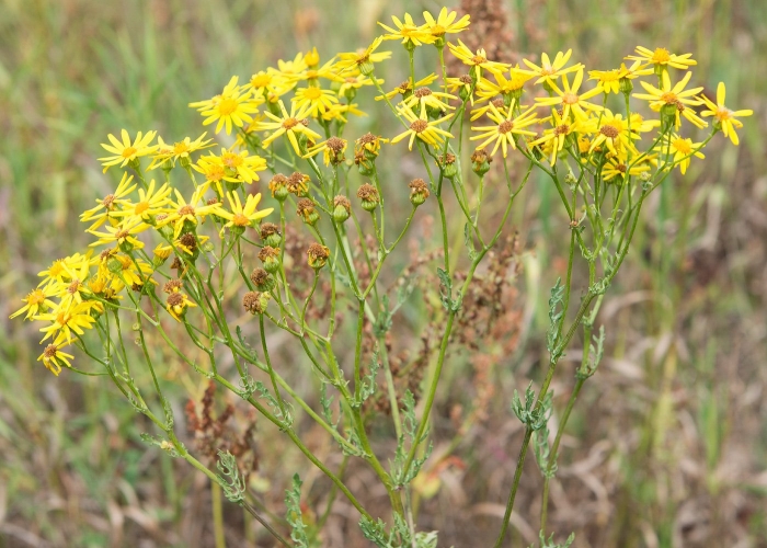 Крестовник якова senecio jacobaea