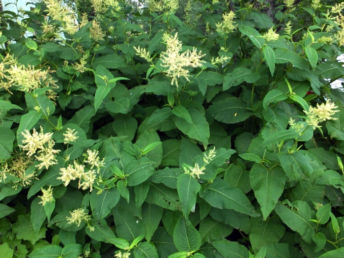 Горец вейриха