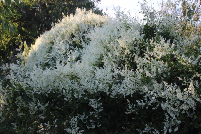 Лиана горец ауберта