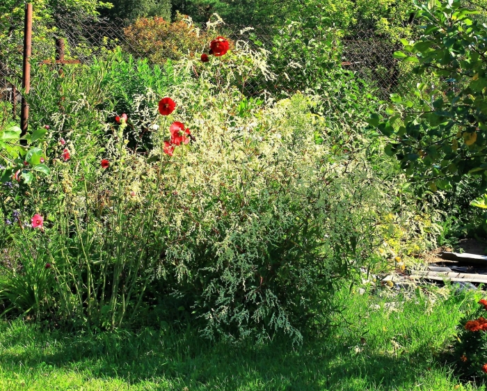 Полынь абротан божье дерево