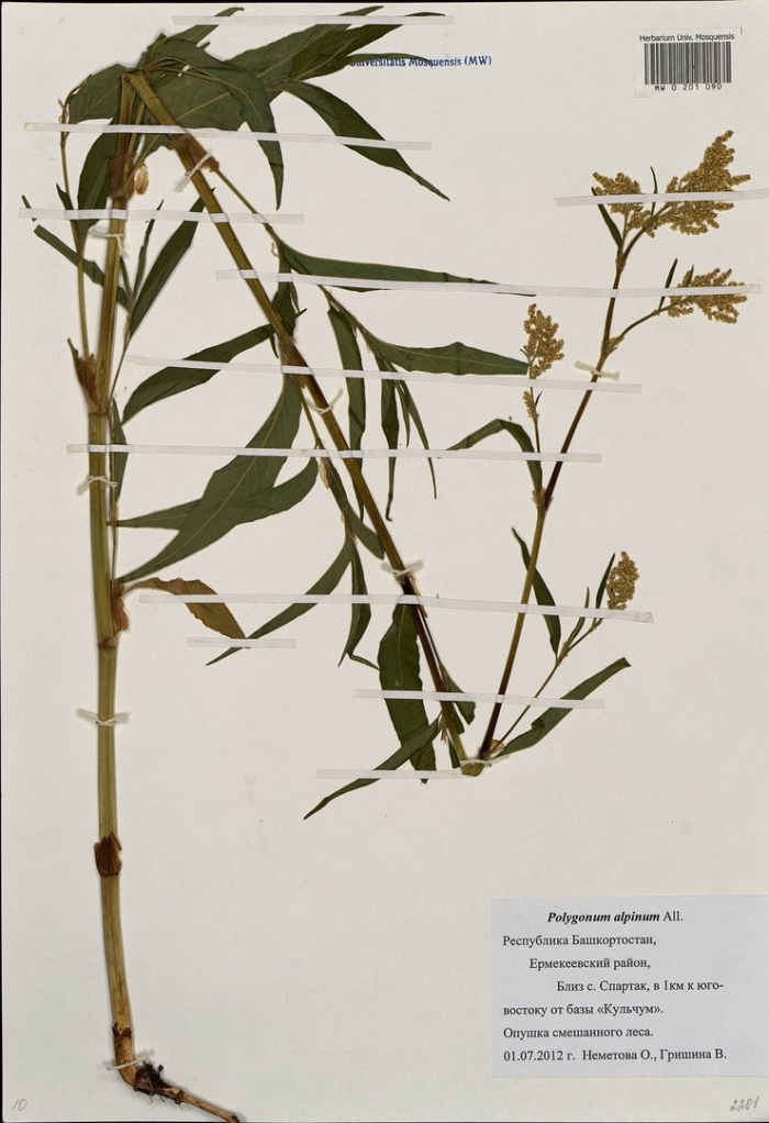 Клоповник широколистный гербарий