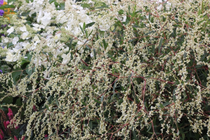 Горец растопыренный (polygonum divaricatum)