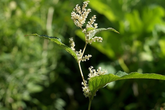 Chenopodium hybridum