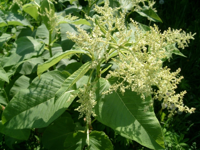 Рейнутрия сахалинская гречиха