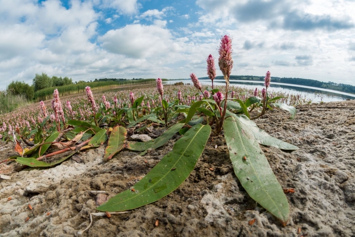 Горец земноводный - polygonum amphibium l