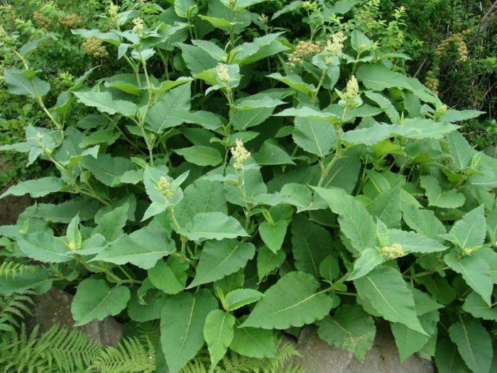 Рейнутрия сахалинская reynoutria sachalinensis