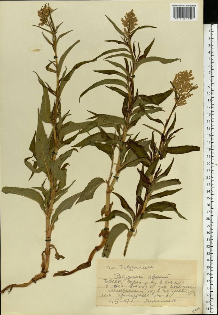 Золотарник даурский (solidago dahurica)