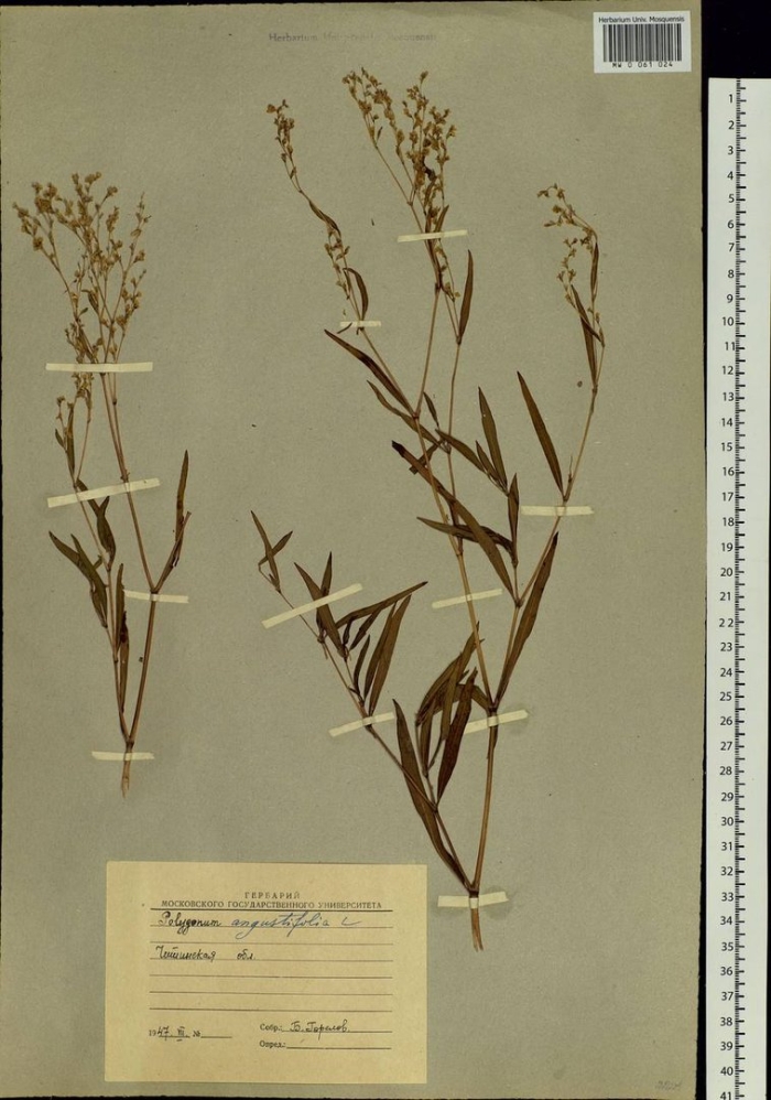 Горец (таран) узколистный