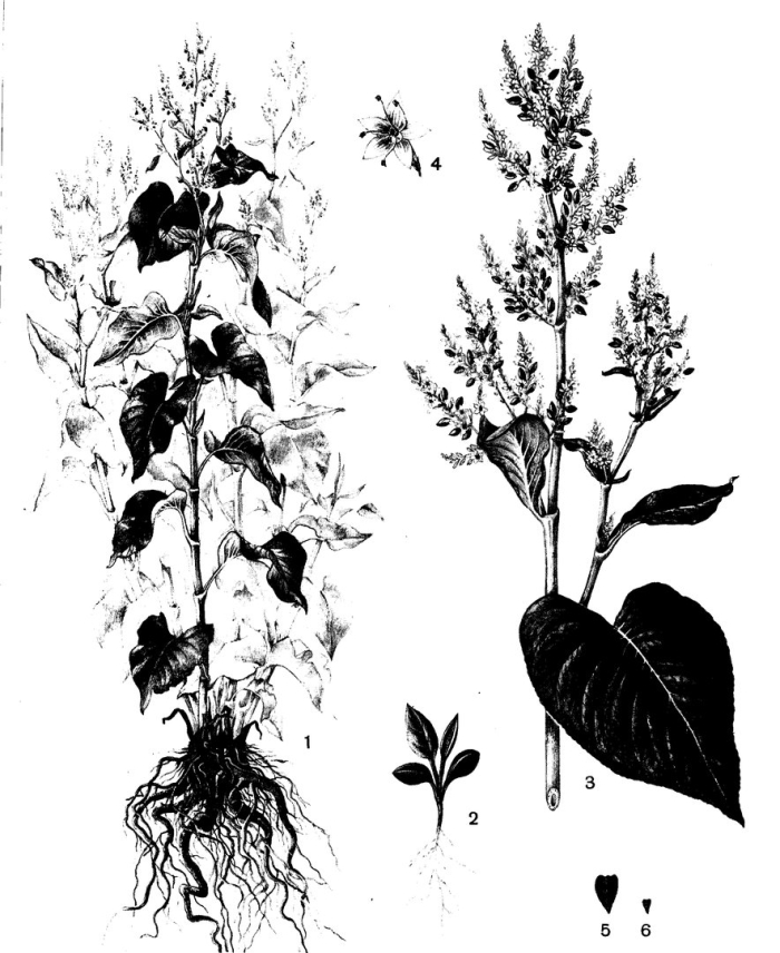 Гречиха вейриха