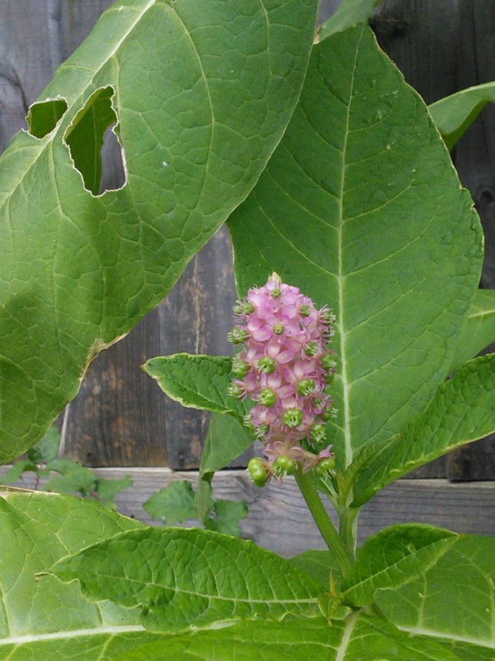 Лаконос американский