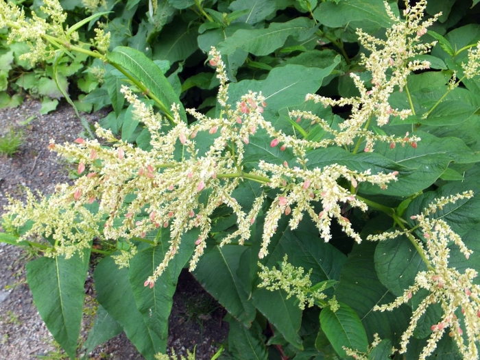 Растение горец