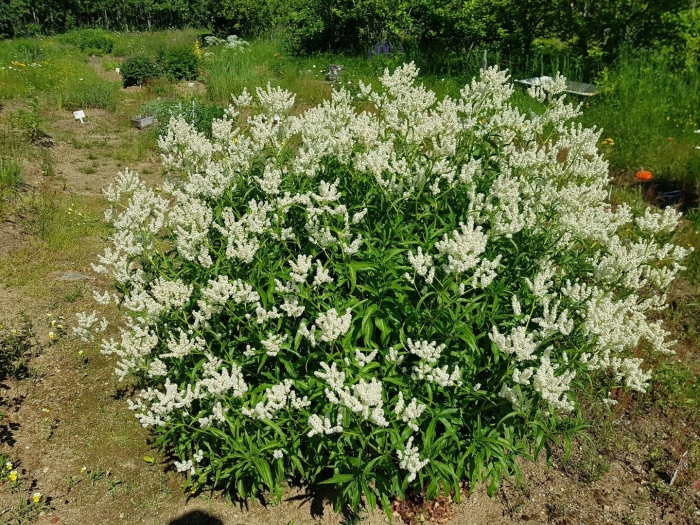 Горец персикария изменчивый