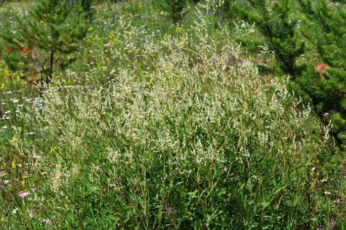 Горец растопыренный