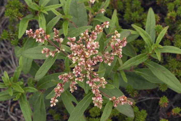 Горец почечуйный