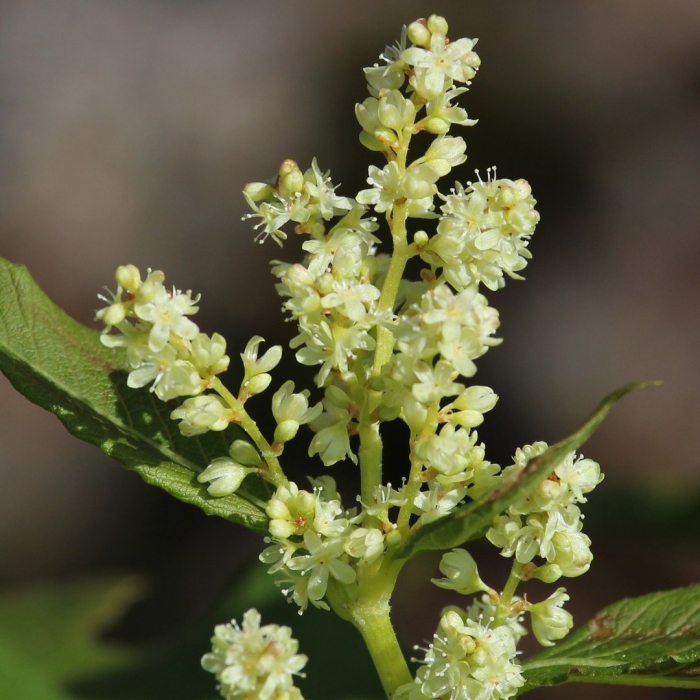 Пачули pogostemon cablin