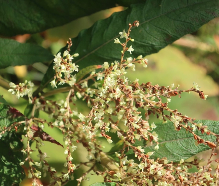 Polygonum cuspidatum