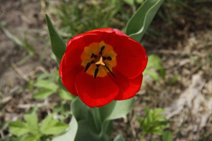 Тюльпан anita witzier