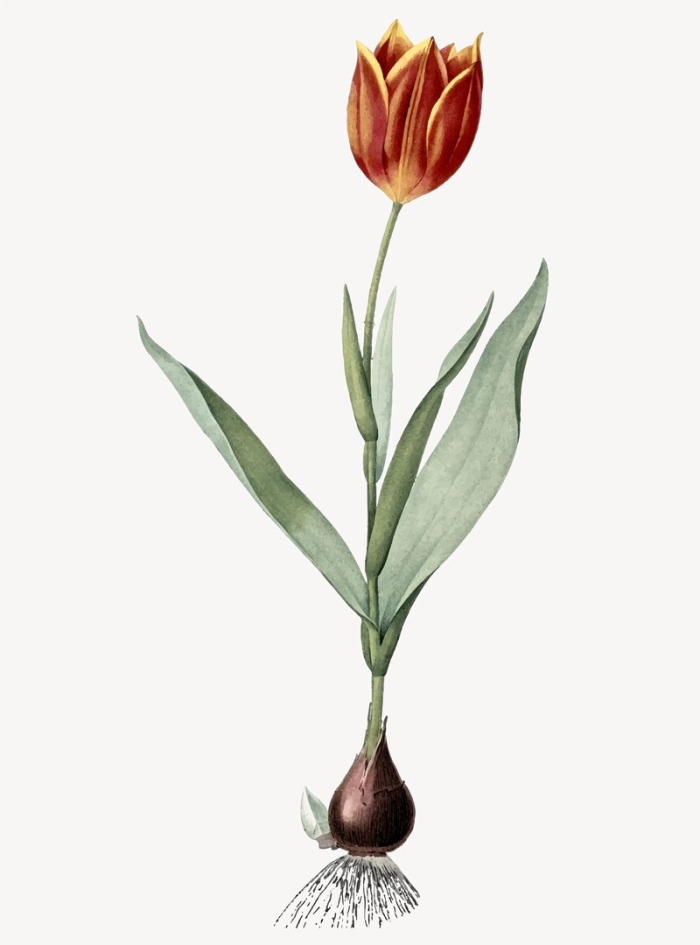 Тюльпан шренка луковица