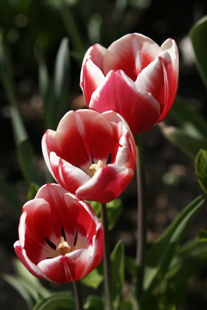 Тюльпан tulipa
