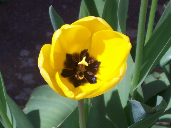 Тюльпан лас пальмас