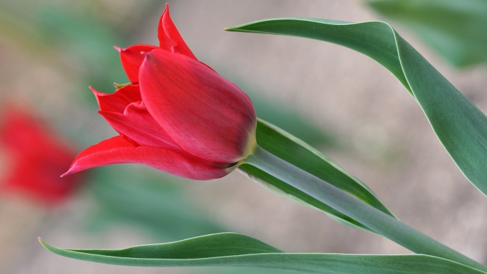 Красный тюльпан цветок