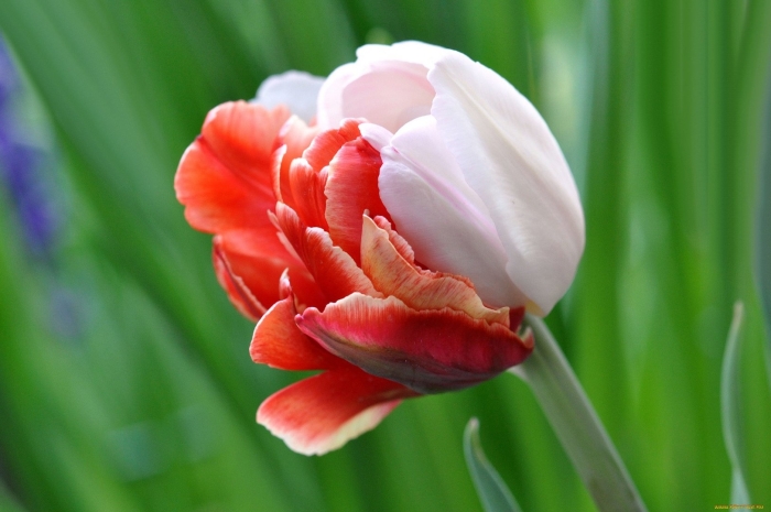 Тюльпан онтарио