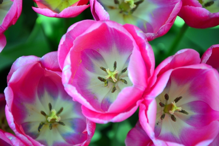 Pink tulip японская селекция