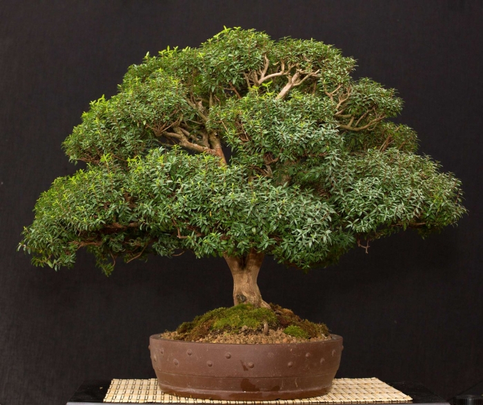 Мирт коммунис бонсай