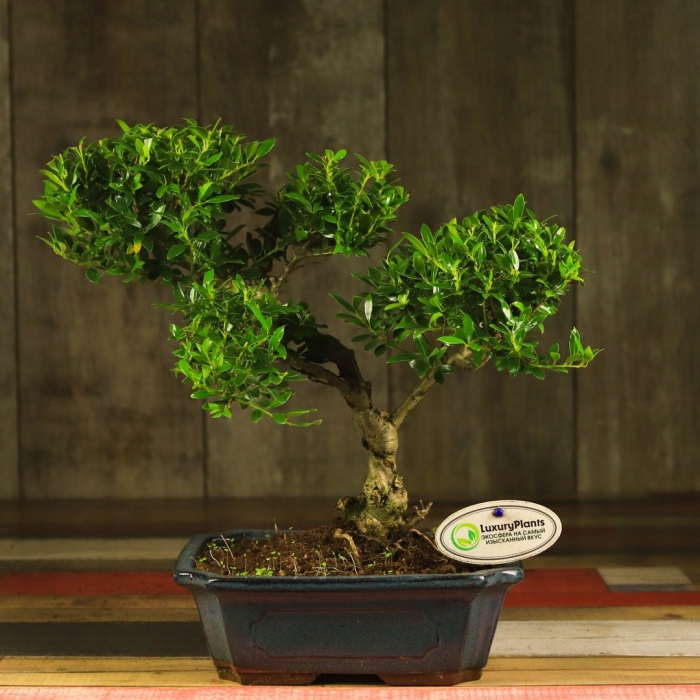 Растение бонсай
