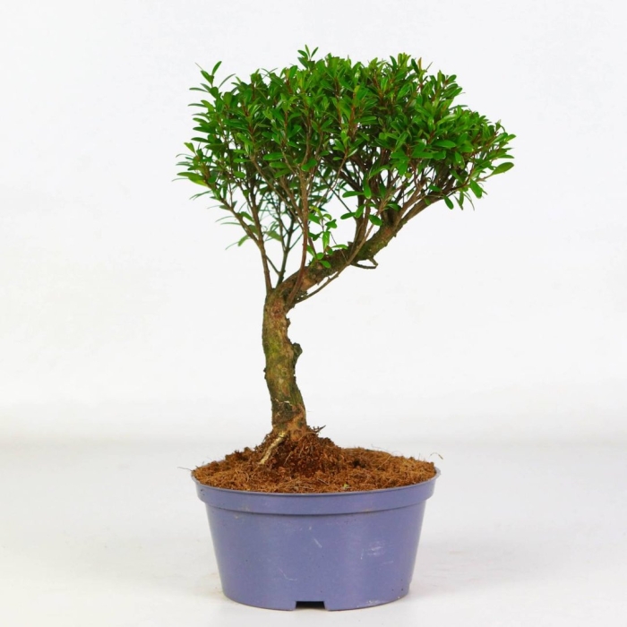 Бонсай мирт