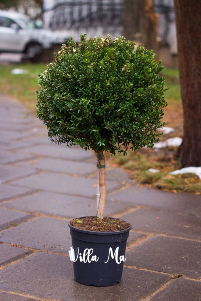 Мирт - myrtus d12 h30