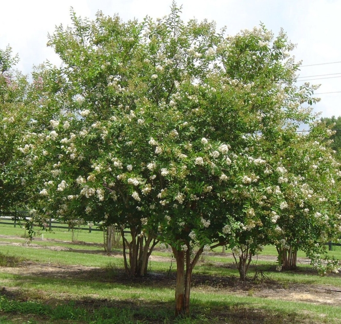 Сирень амурская трескун дерево