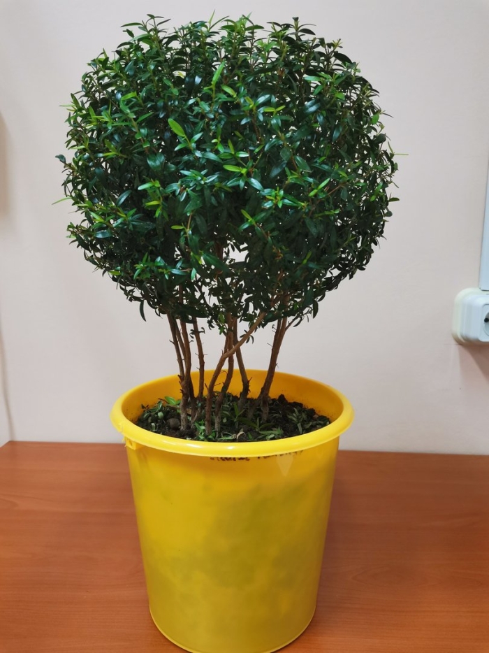 Комнатный мирт