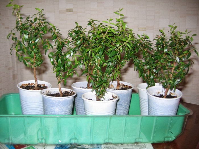 Мирт дерево