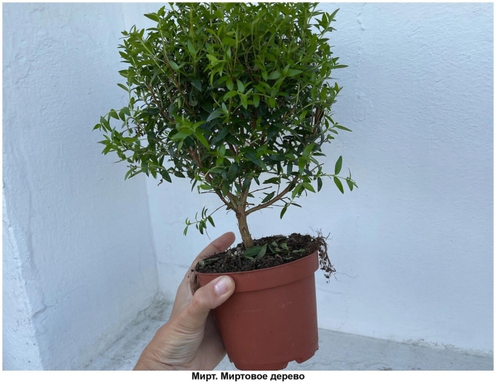 Миртовое дерево