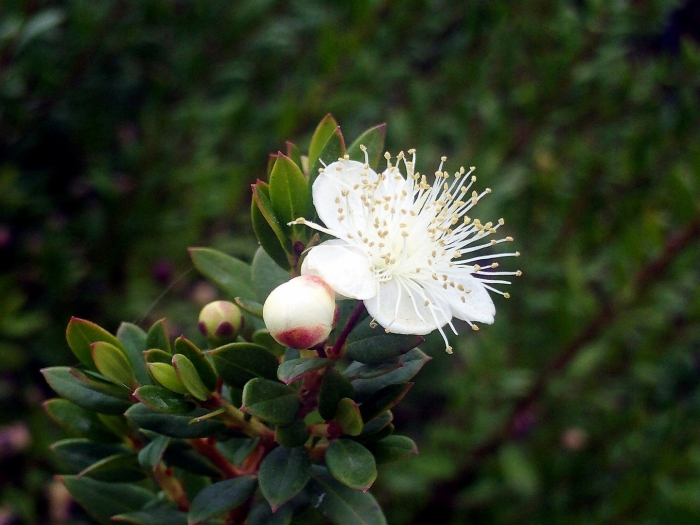Myrtus communis