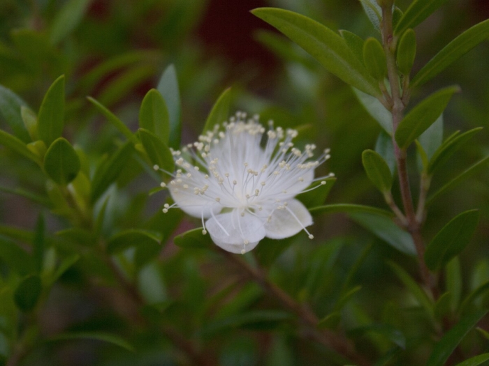 Мирт myrtus communis