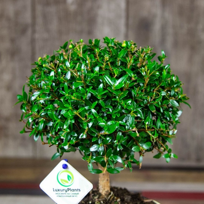 Миртовое дерево