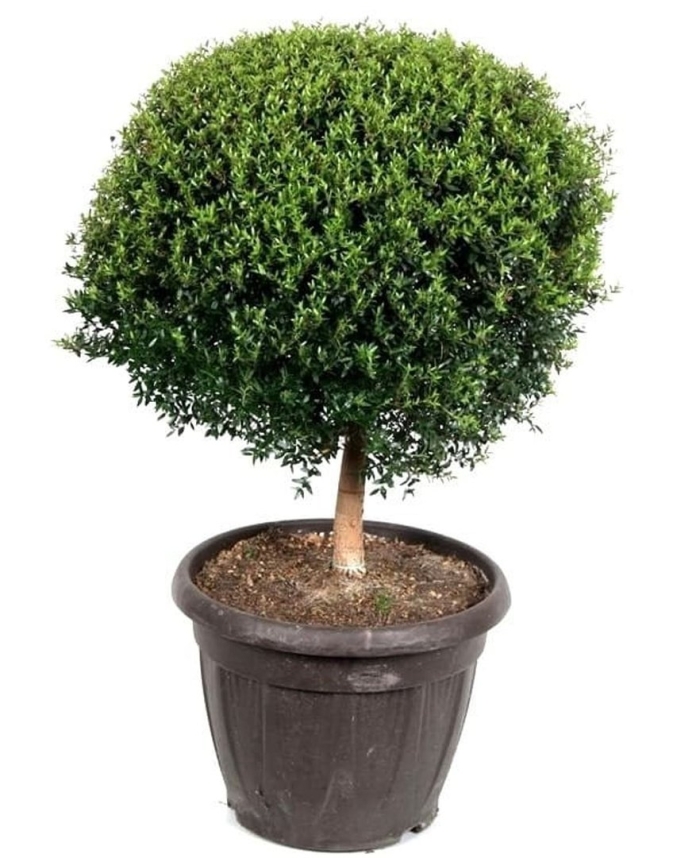 Мирт самшит