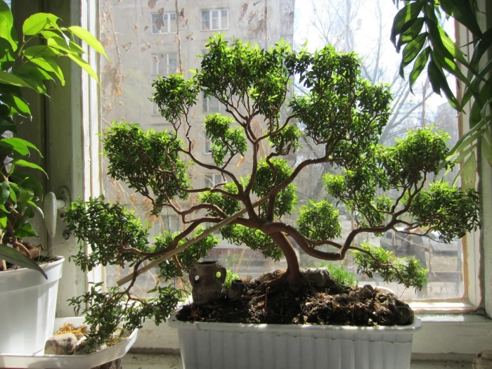 Мирт бонсай