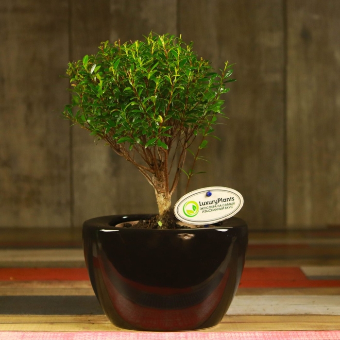 Бонсай из можжевельника