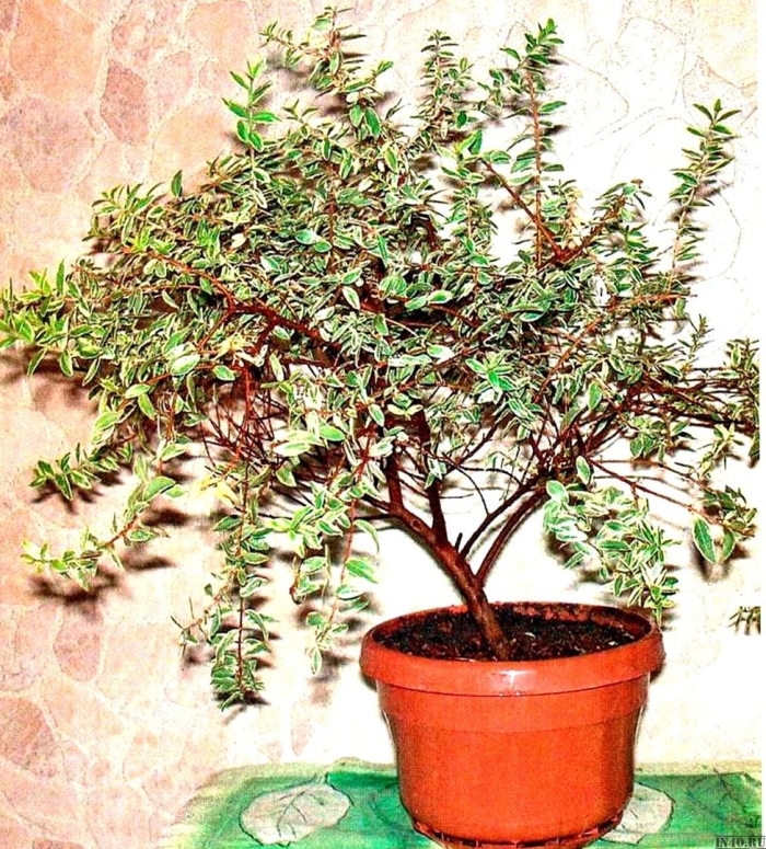 Мирт комнатное растение